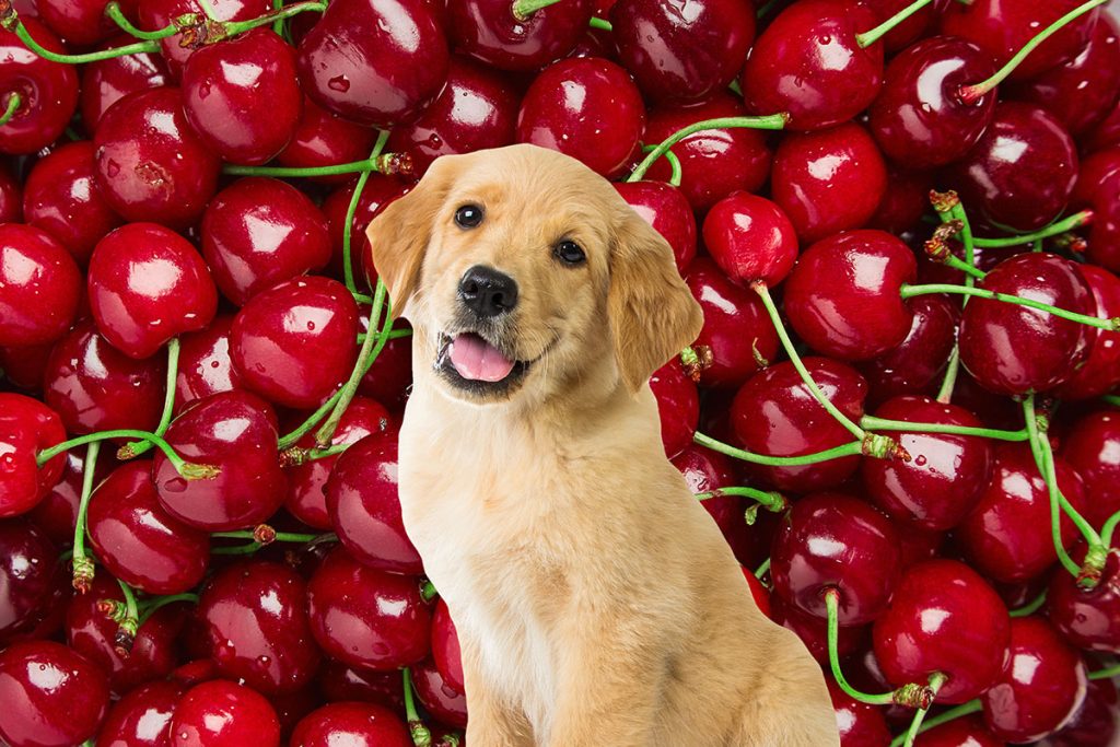 can dogs eat cherries